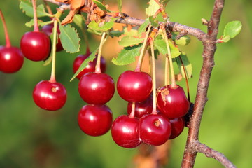 Ripe cultivar cherries in the summer garden