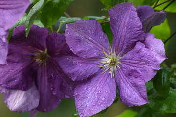 Clematis