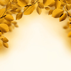 Fall background with autumn leaves
