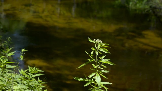 A small green plant on the lakeside near the bunk ruined house