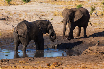 African elephants in the middle of the savannah
