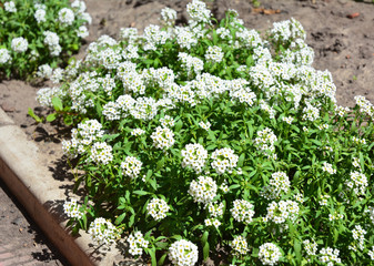 Petite snow white flowers of Lobularia maritima Alyssum maritimum, sweet alyssum or sweet alison, also alyssum genus Alyssum is a species of low-growing flowering plant