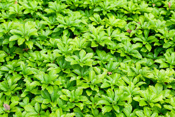 closeup of green bush leaves with water drops