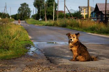 dog on rural road