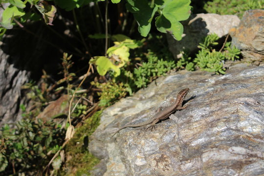 "Common Wall Lizard"(or European Wall Lizard) in Innsbruck, Austria. Its Latin name is Podarcis Muralis, native to southern and central Europe and northeastern Asia.