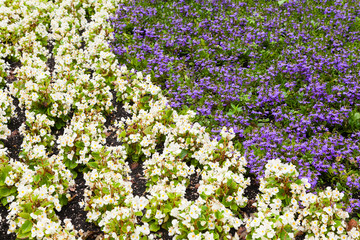 white and violet decorative flowers in garden