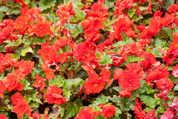 closeup of red decorative flowers with selective focus © liubomirt