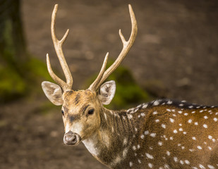 Spotted deer buck portrait image

Portrait with a young and people friendly axis deer buck living...