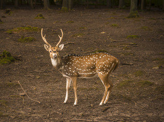 Spotted deer male profile image

Profile image with a lovely axis deer buck looking to the camera. Picture taken in Pforzheim, Baden Wuerttemberg, Germany.