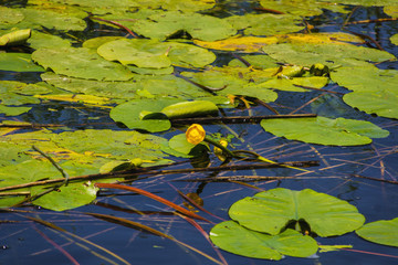 Lake Skadar - a picturesque reserved zone in Montenegro