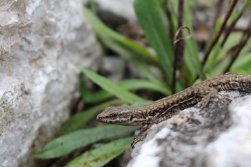 "Common Wall Lizard"(or European Wall Lizard) in Innsbruck, Austria. Its Latin name is Podarcis Muralis, native to southern and central Europe and northeastern Asia.