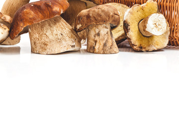 Harvested mushrooms boletus closeup