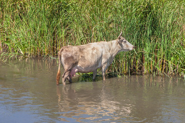 white cow in water