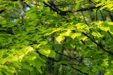 Fototapeta na wymiar Young beech leaves illuminated by the sun