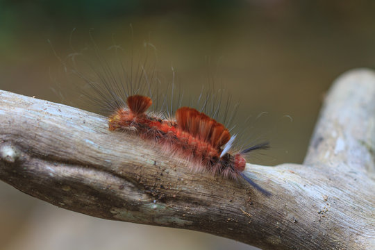  Hariry caterpillar, close up caterpillar in tropical forest