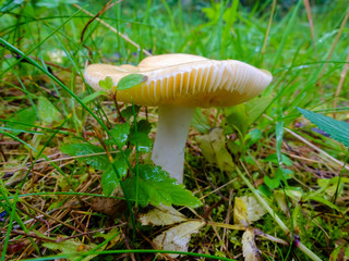 Wet and slippery raw mushroom growing in the forest. Season search of mushrooms for cooking.