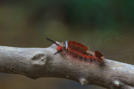  Hariry caterpillar, close up caterpillar in tropical forest