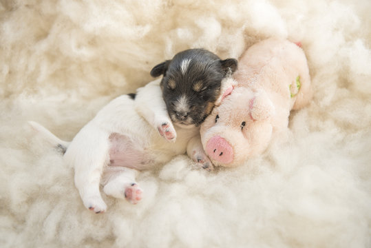 newborn puppy with luck pig - 12 days old 