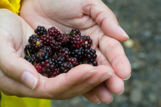 Hands carrying blackberries close-up