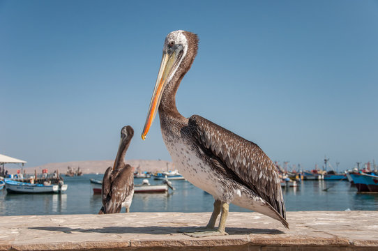 Peruvian pelican, Paracas, Ica, Peru