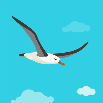 Albatross Bird Is Flying In Cloudy Sky