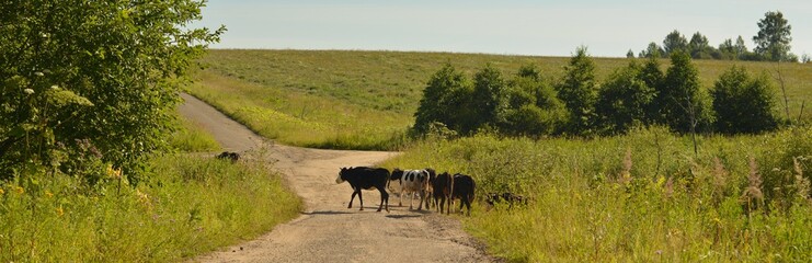 Коровы переходят сельскую дорогу