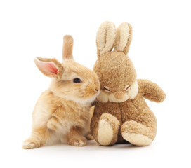 Little rabbit and toy rabbit.