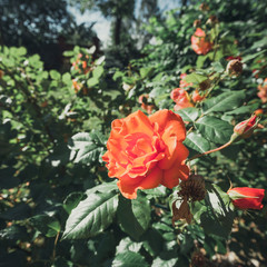 Beautiful red roses in the garden, close up