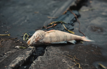 Bloated, dead, poisoned fish lies on the bank of the river. Environmental pollution. The impact of toxic emissions in the aquatic environment.