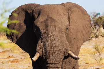African elephants in the middle of the savannah

