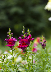 Pink garden flowers Antirrhinum commonly known as Dragon flowers or Snapdragons on blurred...