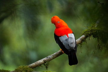 Andean cock-of-the-rock in the beautiful nature habitat, Peru, wildlife pictures, symbol of Peru