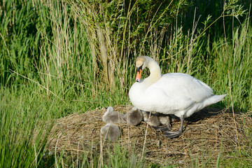 swan with cygnets in the nest