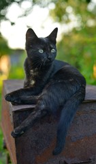 Черная кошка лежит в саду на ящике
