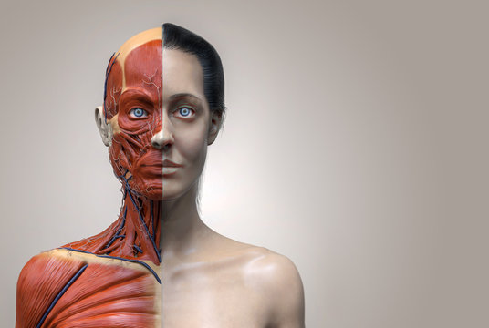 woman muscular anatomy isolated , 3d render of the face neck and chest , medical image reference