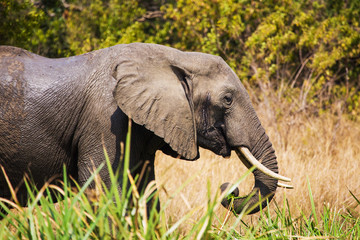 Naklejka na ściany i meble African elephants in the middle of the savannah 