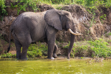 African elephants in the middle of the savannah
