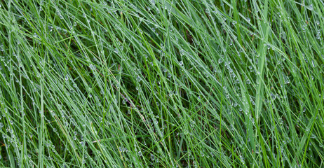 Dewdrops on grass in the early morning