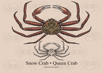 Snow crab (Queen crab). Vector illustration for artwork in small sizes. Suitable for graphic and packaging design, educational examples, web, etc.