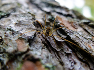 Opiliones spider on tree bark in wild macro. Insects are arthropods. Spiders with long legs.