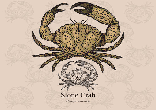Stone crab. Vector illustration for artwork in small sizes. Suitable for graphic and packaging design, educational examples, web, etc.
