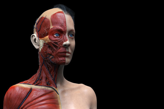 woman muscular anatomy isolated , 3d render of the face neck and chest , medical image reference