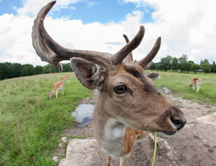 feeding Fallow deer 

