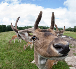 feeding Fallow deer 

