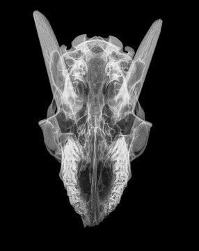 Top View X-ray of goat's skull on black background