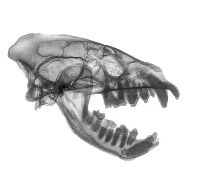 Side View X-ray of a hyena's skull on white background