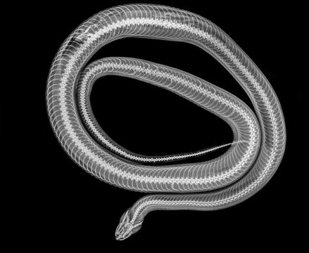X-ray of a snake digesting a mouse
