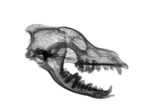 Side View X-ray of a wolf's skull on white background