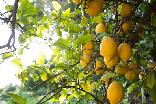 Lemon tree full of fruits