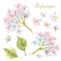 Watercolor hydrangea set